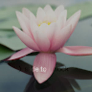 Meet your Posher, Liz